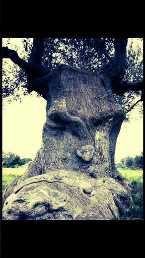 1500-Year-Old Olive Tree in Italy – Nature’s Living Masterpiece 🌳✨
