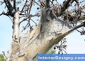 Jardin: Faits D'Arbre De Boxelder - 2026 | Fr.Interior-Designy.com