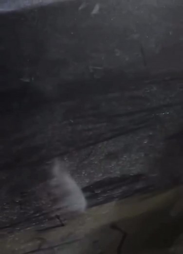 Now Wait A Minute Who Baby Daddy This Is getting caught giving Gawk 3000 👅💦🍆 to Trans Girl 🌚😂 At That moment he knew he had Fucked up 😂😂😂😂😂😂 | Cortez Washington