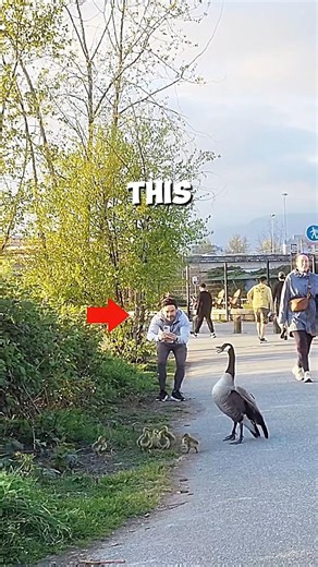 The man wanted to take a picture of the baby swan 🦢
