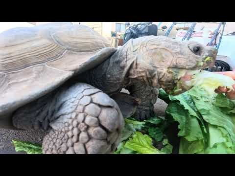 Sulcata Tortoise Eating Lettuce | 15 Minute ASMR Feeding Video