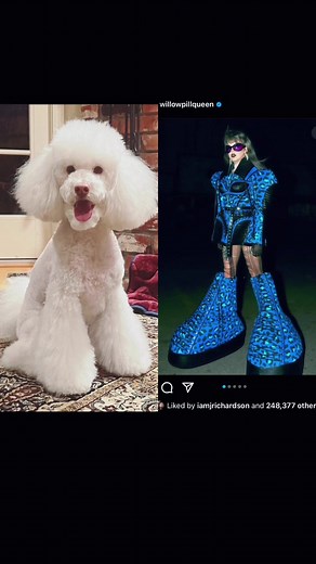 Miniature Poodle Grooming: Our Hilarious Experience