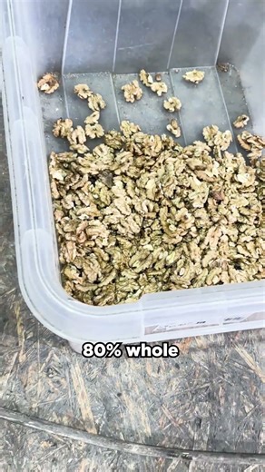 Fully automated processing of walnuts #processing #walnut #machine