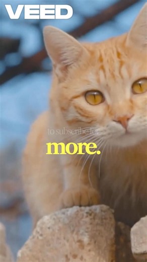 Can a Cat Survive a Snake Attack? 🐍🐱