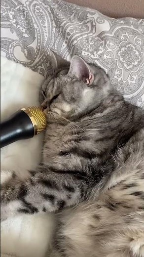 Cute Cat Snoring into Microphone - Funny Cat Videos 🐾