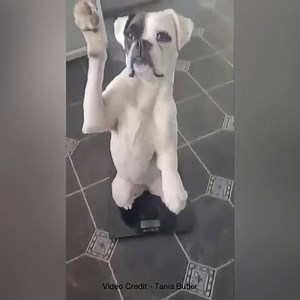 Watching our weight… | Boxer Dog Bonanza