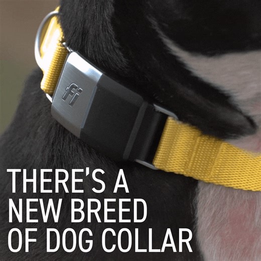 A new breed of dog collar. Meet Fi: 📍 GPS tracking LTE 🐕 Lost Dog Mode 🐾 Activity Sleep Monitoring ⚠️ Fastest Escape Detection 😃 Long Battery Life ➡️ Try Fi risk-free today | Fi