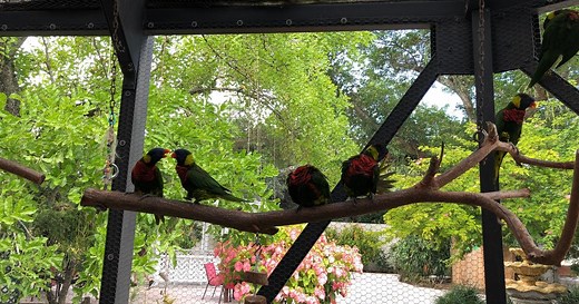 Comment construire une volière extérieure ?