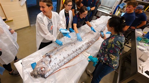 Scientists complete necropsy on deep-sea oarfish discovered in La Jolla