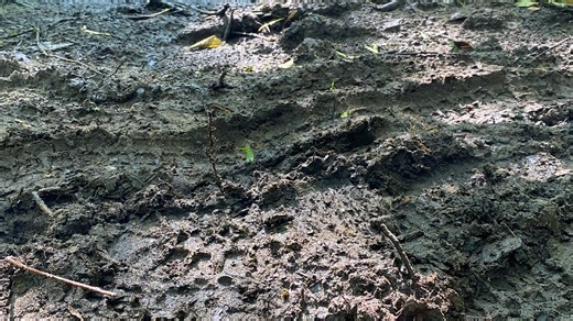 Mud, glorious mud! Did you know it's more than just dirt and water?