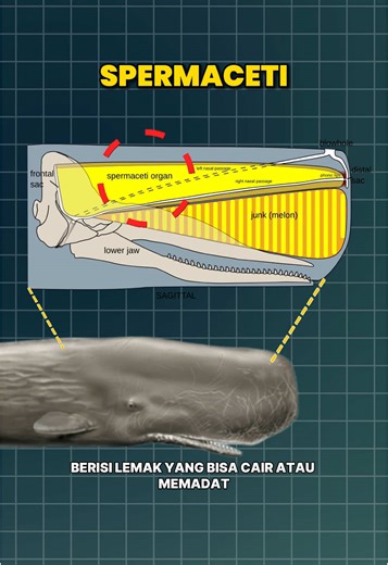 kenapa namanya paus sper** sih..?