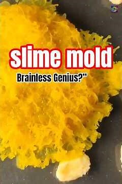 Brainless Blob Solves Mazes: Slime Mold Genius