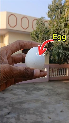 Putting EGG🥚 in Soil for 24hrs|| #experiment #science #shorts #ytshorts