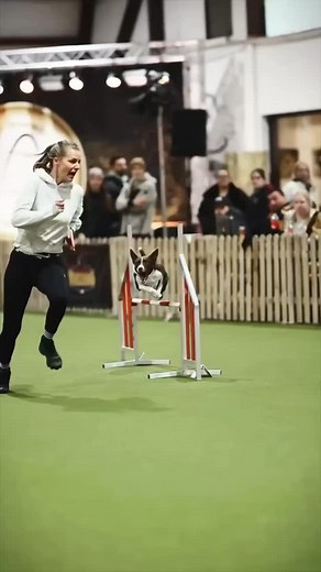 🇺🇸 🚀 Agility – the ultimate speed thrill! 🐾🔥 Watching these four-legged speed junkies and their handlers race through the course is just pure fun! You can literally see the joy and excitement in every leap, turn, and sprint. Who else is part of the Agility squad? What dogs do you run? Do you do it just for fun, or are you competing in real tournaments? Let’s hear it in the comments! ⬇️🐶🏆 🇩🇪 🚀 Agility – der ultimative Speed-Kick! 🐾🔥 Diese vierbeinigen Speed-Junkies und ihre Hundeführe