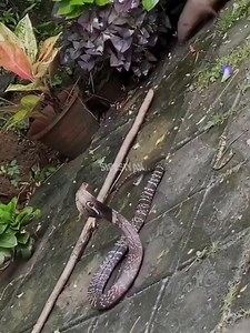 337K views · 2.4K reactions | Cobra contre mangouste | JVH Prod'z | Facebook