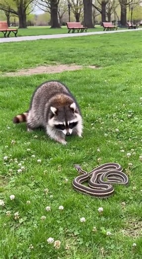 Raccoon vs. Snake: The Ultimate Backyard Standoff! 🦝🐍