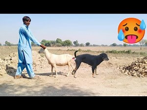 🥵OMG 😱 first time dog and goat meeting