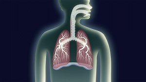 Respiratory System - Lungs Lesson - Breathing Oxygen Video - Flocabulary