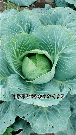 Spring cabbage and chicken breast make a great dinner combination.