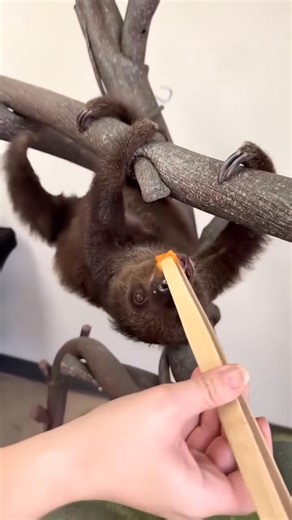 20K views · 1K reactions | Sloth Baby Feeding Time  | Sloth of The Day | Facebook