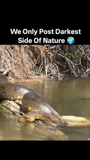 DarkEarthFiles on Instagram: "The Green Anaconda (Eunectes murinus) is widely recognized as the heaviest snake in the world, with a massive girth that allows it to reach weights of over 550 lbs and lengths potentially exceeding 20 feet. Native to the tropical rainforests and wetlands of South America—specifically the Amazon and Orinoco basins—this apex predator is perfectly adapted for a semi-aquatic lifestyle. Its eyes and nostrils are positioned on the top of its head, enabling it to remain al