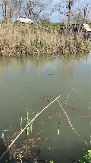 Fish Didn’t See This Coming 😱🐟 #shorts #youtubeshorts #fishhunting #fishcatch