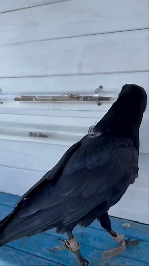 Raven Uses Stick to Reach Food || ViralHog