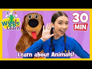 Wiggle and Learn - Animals! 🐄 Educational Video for Toddlers 🐒 Kids Preschool Songs 🐔 The Wiggles-2