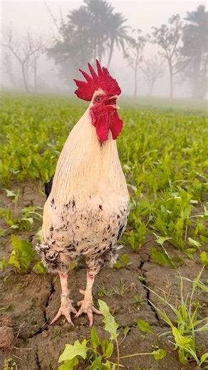 chicken crowing sound for wake up