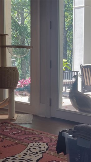 Folding laundry and look over to see some peeping Tom’s. “I always feel like… somebody’s watching meeee.” | Shandi Finnessey Higgins