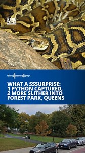2.4K views · 26 reactions |  A 4-foot python was captured near...
