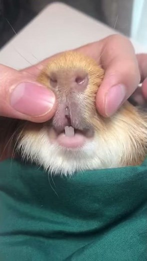 Overgrown uneven lower teeth of a guinea pig