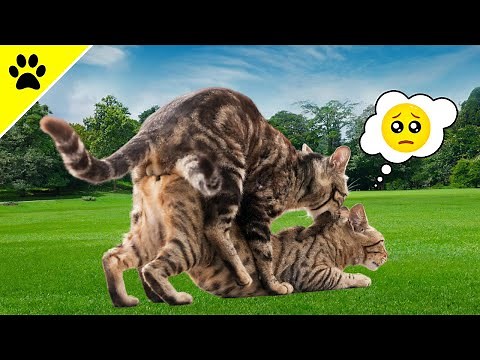 THIS Is Why Female Cats Scream When They Mate!