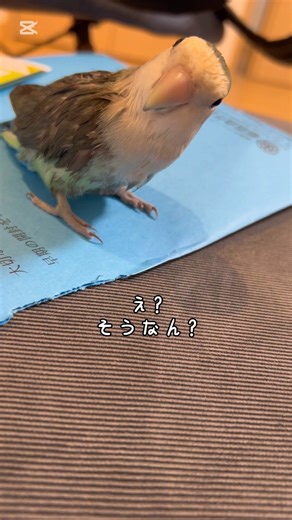 【必殺インコ開封の儀】 #コザクラインコのあおさん #コザクラインコ #インコ #インコのいる暮らし #lovebirds #birds #parrot #癒し