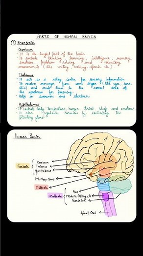 Parts of Forebrain Explained | Human Brain Structure and Functions | Easy Learning for Students
