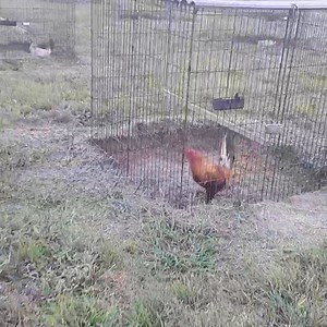 4.2K views · 176 reactions | Red Fowl Farm on Reels | Facebook