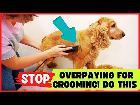 How to Use Clippers to Groom a Shaggy-Haired Dog At Home ✂️🐶