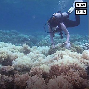308K views · 1.7K reactions | The Great Barrier reef is dying – and we're the ones killing it | NowThis Earth | Facebook