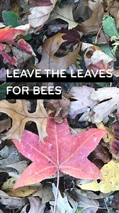 Bee-leave it or not, 70% of native bees nest in the ground. All those fallen leaves provide protection to keep them safe until spring! 🐝🍂 Watch to learn more. | Beesponsible