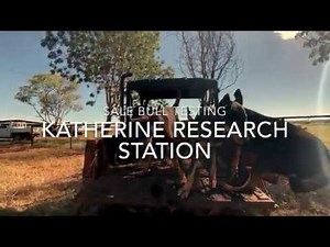 Bull testing at Katherine Research Station