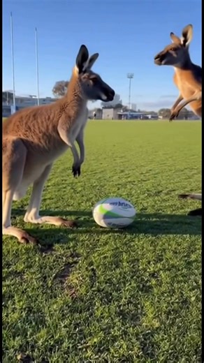 55K views · 1K reactions | #australia #nsw #kangaroo #environment #ArtificialIntelligence | Cinematic Australia | Facebook