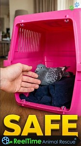 Injured Bird Rescue Begins With One Important Call Part 2 | Save the Animals, Save the World