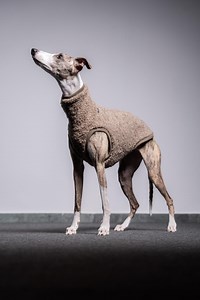 75% Wool Whippet Jumper – Whippet Clothing, Sighthound Sweater, Beige - Etsy UK