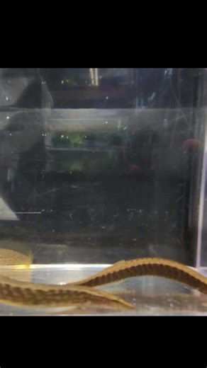 Tire Track Eel Guys. | 360 Aquatic