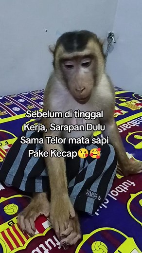 Sarapan Yuk dengan Monyet Lucu di TikTok