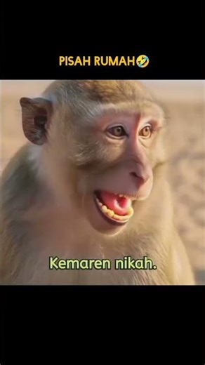 Cerita Lucu Monyet dan Kucing part 2#funnyshorts #kucingkampung #monyetviral #komedihewan