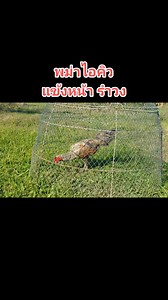 #พม่าแม่สะเรียง #สายกระดุมทอง #พม่า100 #แข้งหน้าจัดๆ #มีปากไว้กินข้าว #ไก่พม่า #ไก่ม้าล่อ #พม่าแข้งหน้า #พม่ารำวง #พม่าจิ้มคาง #ได้คางกางเต๊นท์ #พม่าลีลา | ซุ้ม หนุมานไก่ชนฟาร์ม เชียงใหม่