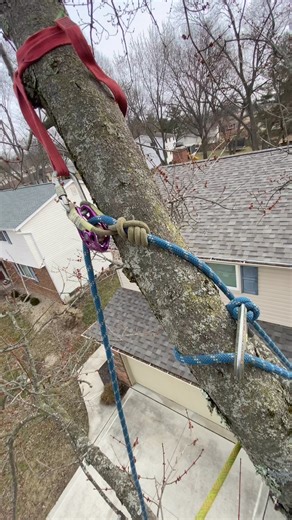 Solo Rigging Ideas 💡 | All Trees & All Seasons