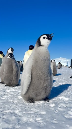 BEN 📸🌏 on Instagram: "Emperor penguins rely on their vocal calls to find mates and chicks in large, crowded colonies, as they are almost indistinguishable by sight. While the ability to produce these calls is present at hatching, the calls themselves are developed over the first year or two of a chick’s life, becoming more sophisticated and individualized as the chick grows. 🇦🇶📍 Auster Colony, East Antarctica, November 2024"