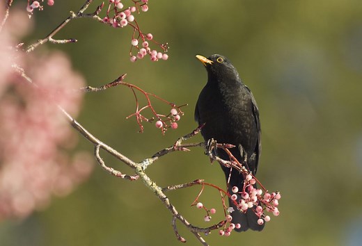 Common blackbird guide: species facts, how to identify males, females and juveniles - Discover Wildlife